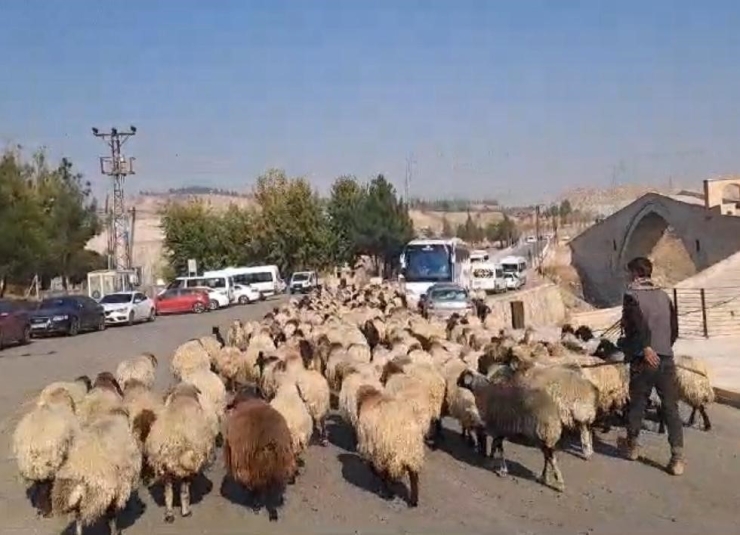 Göçerlerin Yaylalardan Dönüş Yolculuğu Hız Kazandı