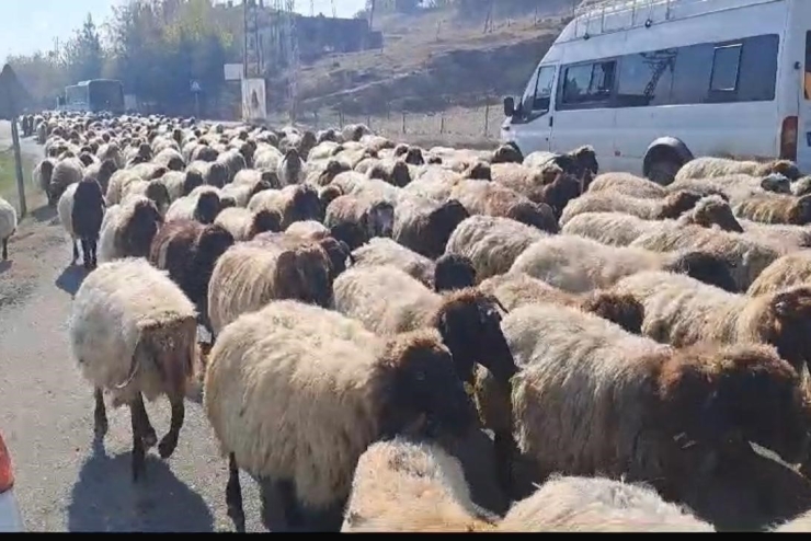 Göçerlerin Yaylalardan Dönüş Yolculuğu Hız Kazandı