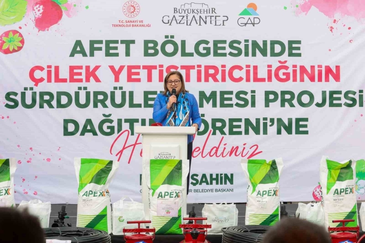 Gaziantep Büyükşehir’den Nurdağı’nda 200 Çiftçiye Çilek Üretimi İçin Destek