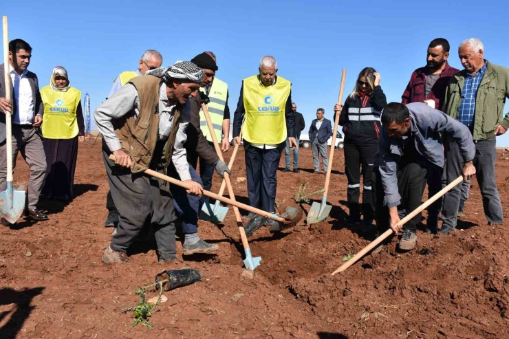 Siverek’te 12 Bin Meyve Fidanı Toprakla Buluştu