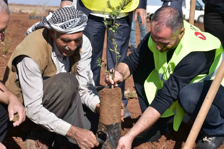 Siverek’te 12 Bin Meyve Fidanı Toprakla Buluştu