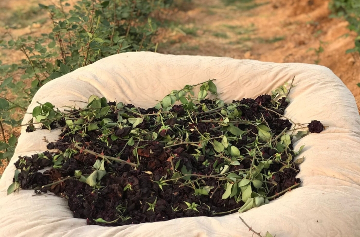 Şanlıurfa’da Karagül Hasadı Başladı