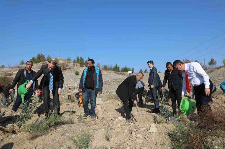 Nizip Belediyesi, Bin Adet Zeytin Fidesi Dikti