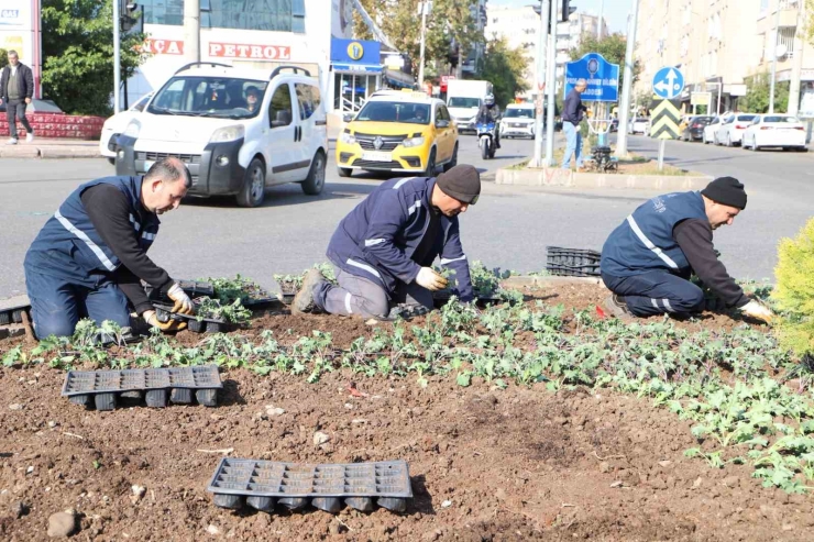 Diyarbakır 1 Milyon Çiçekle Renkleniyor