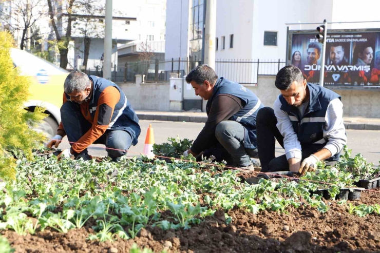 Diyarbakır 1 Milyon Çiçekle Renkleniyor