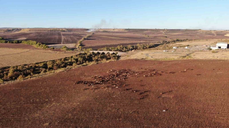 Besicinin Çadırının Üstünde Dron Gören Kangal Köpeği Böyle Tepki Gösterdi