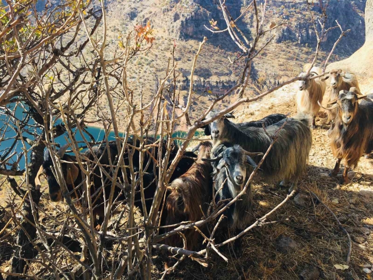 Diyarbakır’da Kayalıklarda Mahsur Kalan 10 Keçi 3 Gün Sonra Kurtarıldı