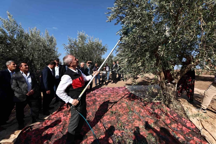 Tahmazoğlu Zeytin Hasadına Katıldı