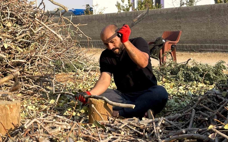 Fıstığın Budanan Dalları Yakacak Olarak Değerlendiriliyor