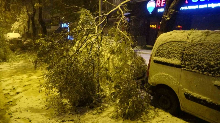 Malatya’da Kardan Kırılan Ağaç Dalları Araçların Üzerine Devrildi