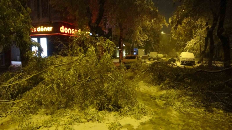 Malatya’da Kardan Kırılan Ağaç Dalları Araçların Üzerine Devrildi