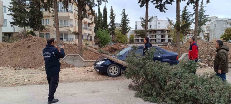 Park Halindeki Otomobilin Üzerine Ağaç Devrildi