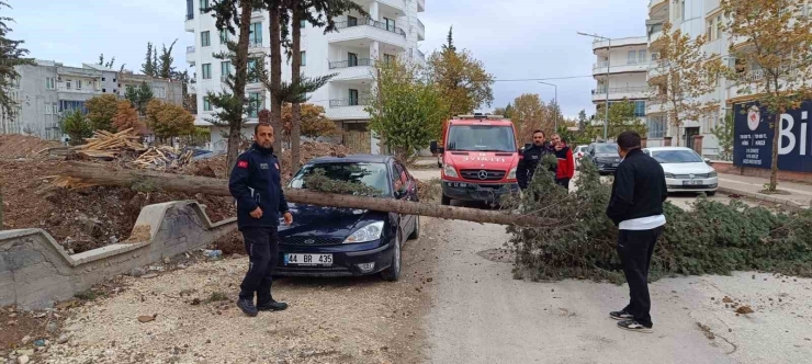 Park Halindeki Otomobilin Üzerine Ağaç Devrildi