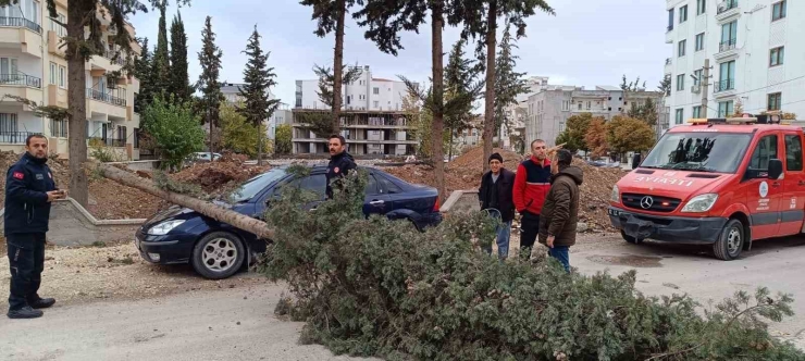 Park Halindeki Otomobilin Üzerine Ağaç Devrildi