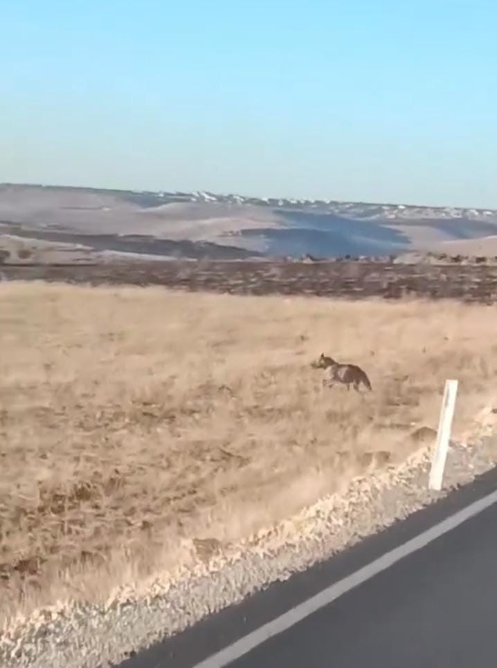 Şanlıurfa’da Anadolu Sırtlanı İle Yaralı Çakal Görüldü