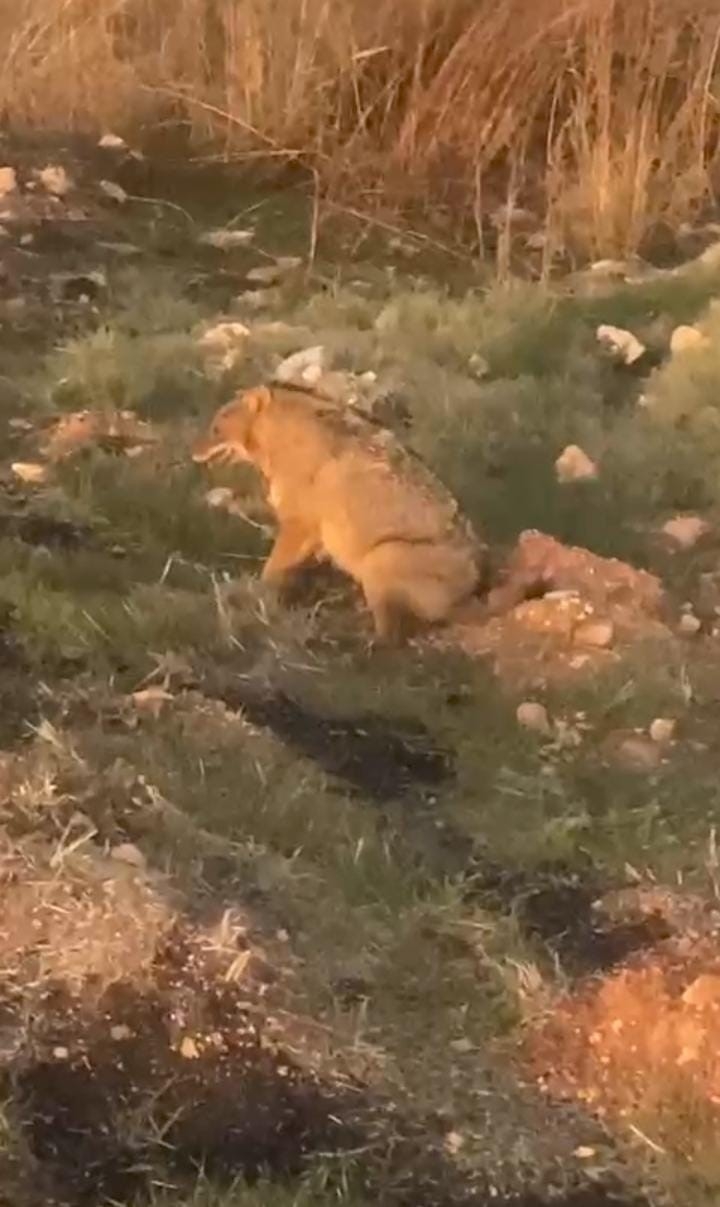 Şanlıurfa’da Anadolu Sırtlanı İle Yaralı Çakal Görüldü