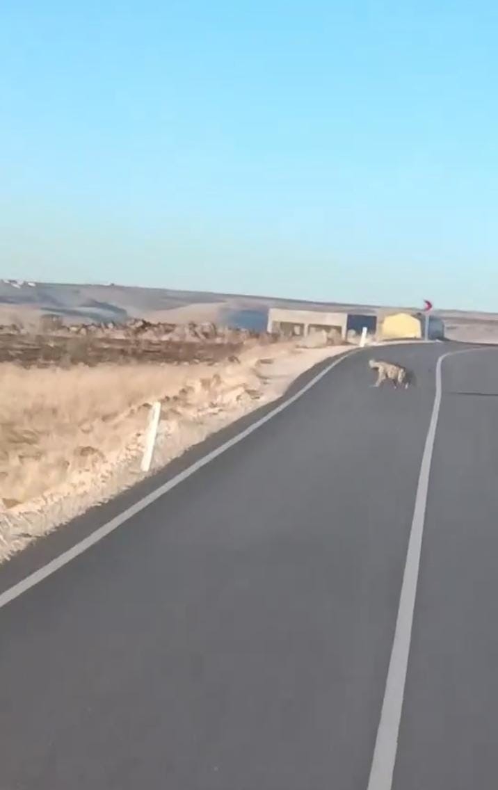 Şanlıurfa’da Anadolu Sırtlanı İle Yaralı Çakal Görüldü