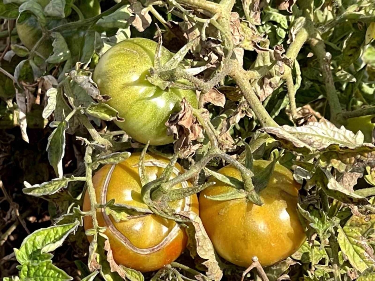 Şanlıurfa’nın Kıraç Arazilerinde Yetişen Bej Domates Koruma Altına Alınıyor