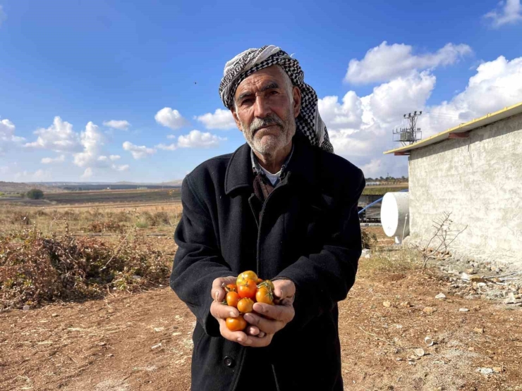 Şanlıurfa’nın Kıraç Arazilerinde Yetişen Bej Domates Koruma Altına Alınıyor