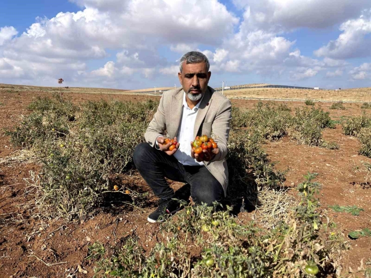 Şanlıurfa’nın Kıraç Arazilerinde Yetişen Bej Domates Koruma Altına Alınıyor