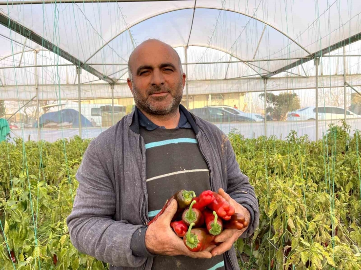 Şanlıurfa’da Seracılık İle Çiftçinin Yüzü Gülüyor