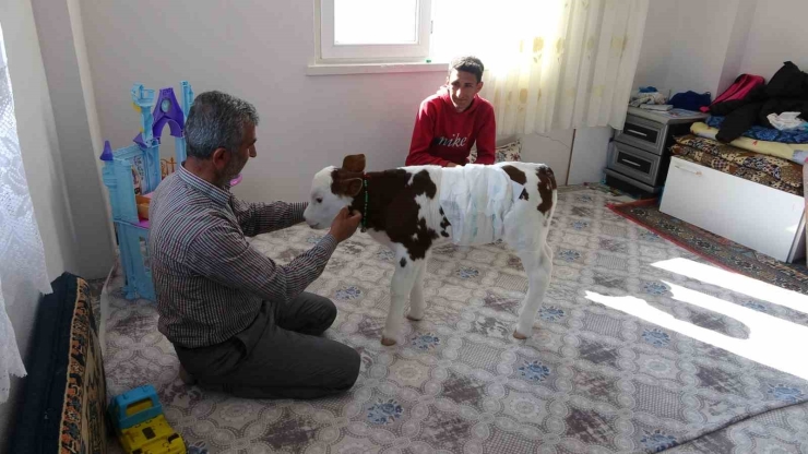 Erken Doğan Buzağıya Çocukları Gibi Bakıyorlar