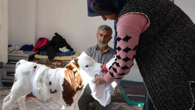Erken Doğan Buzağıya Çocukları Gibi Bakıyorlar