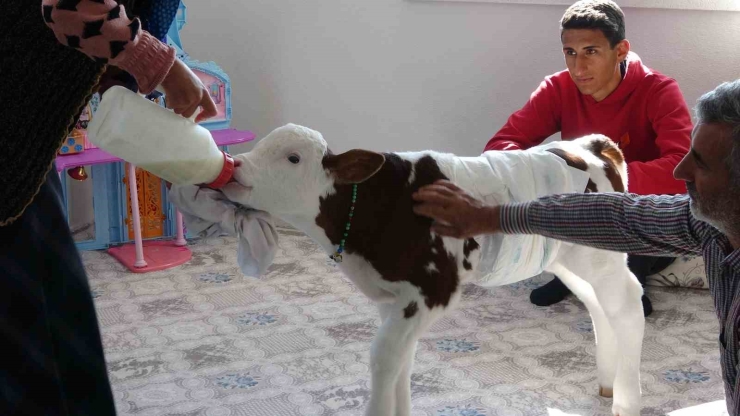 Erken Doğan Buzağıya Çocukları Gibi Bakıyorlar