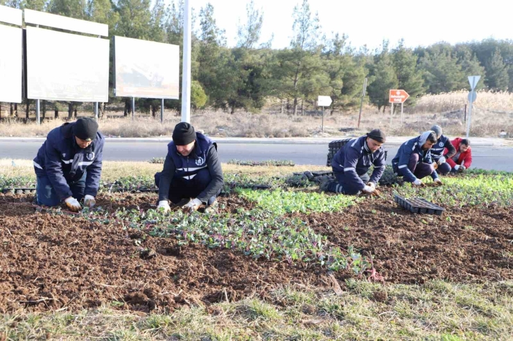 Diyarbakır’da Çiçeklendirme Çalışmaları Devam Ediyor