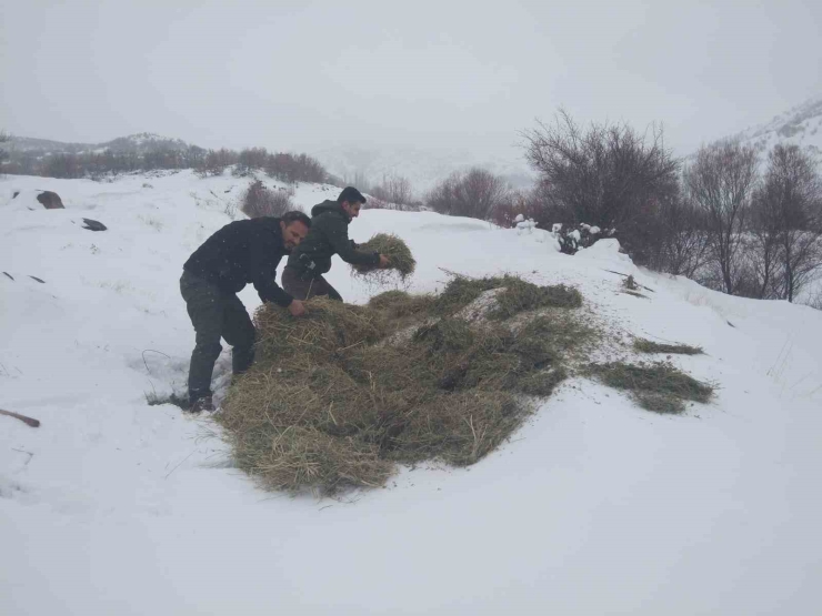 Malatya’da Yaban Hayvanları İçin Yemleme Çalışması