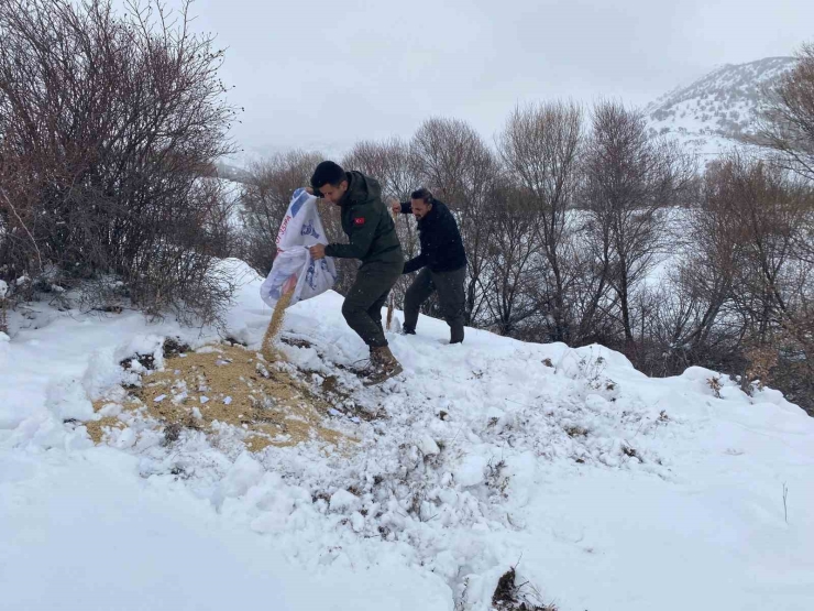 Malatya’da Yaban Hayvanları İçin Yemleme Çalışması