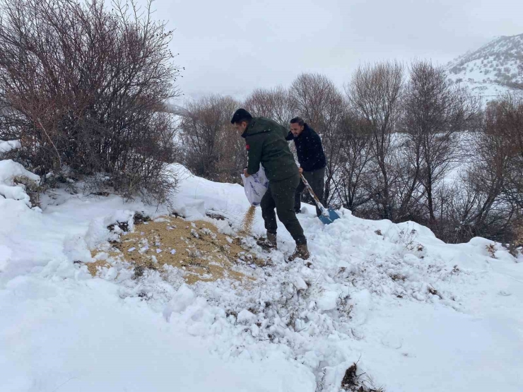 Malatya’da Yaban Hayvanları İçin Yemleme Çalışması