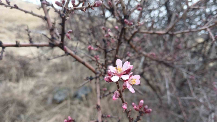 Malatya’da Kar Yağışı Devam Ederken Pütürge’de Nevruz Ve Badem Ağaçları Çiçek Açtı