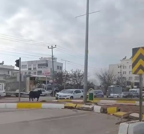 Kaçan İnek Trafiği Bir Birine Kattı