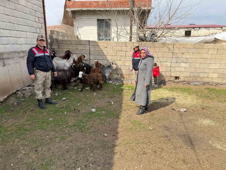 Siverek’te Çalınan 51 Küçükbaş Hayvan Bulunarak Sahiplerine Teslim Etti