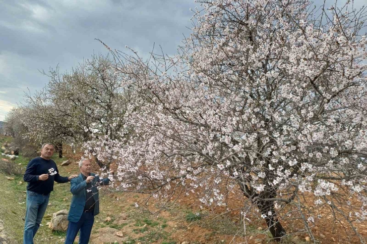 Araban’a Bahar Erken Geldi