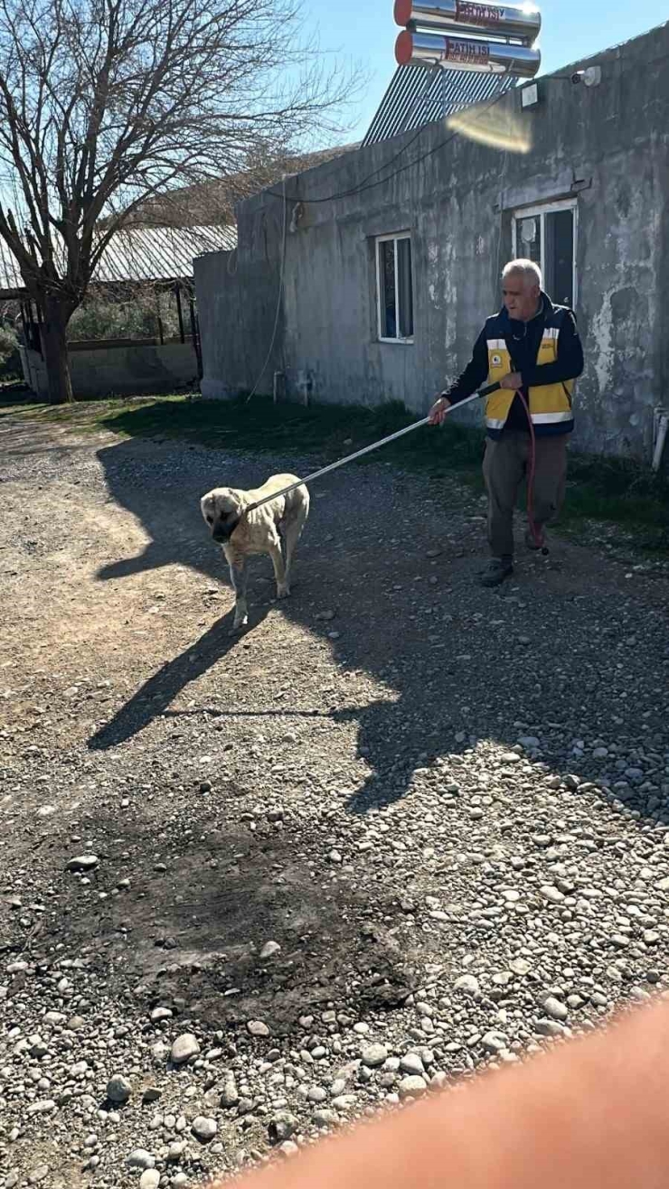 Kahta’da Başıboş Sokak Köpekleri Toplanıyor