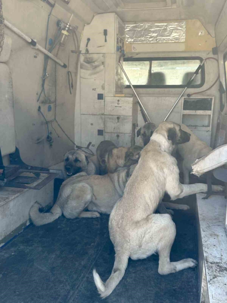 Kahta’da Başıboş Sokak Köpekleri Toplanıyor