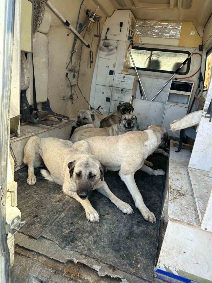 Kahta’da Başıboş Sokak Köpekleri Toplanıyor