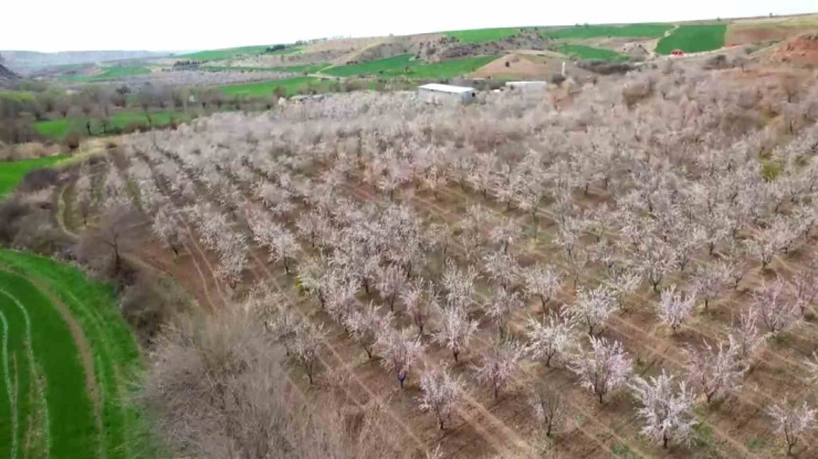 Adıyaman’da Çiçek Açan Badem Bahçeleri Beyaza Büründü