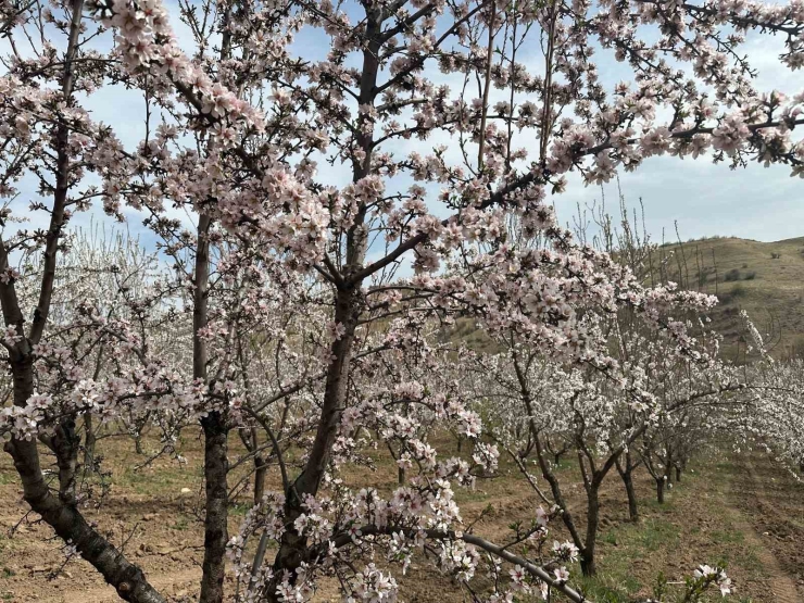 Adıyaman’da Çiçek Açan Badem Bahçeleri Beyaza Büründü