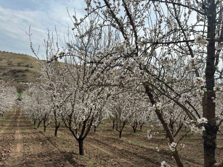 Adıyaman’da Çiçek Açan Badem Bahçeleri Beyaza Büründü