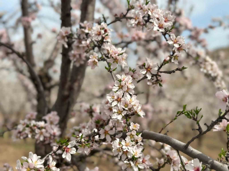 Adıyaman’da Çiçek Açan Badem Bahçeleri Beyaza Büründü