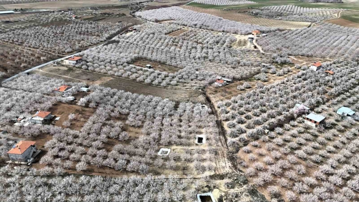 Malatya’da Kayısı Üreticileri Zirai Don Tehlikesiyle Karşı Karşıya