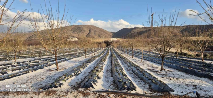 Pütürge’de Dolu Yağışı Meyve Bahçelerine Zarar Verdi