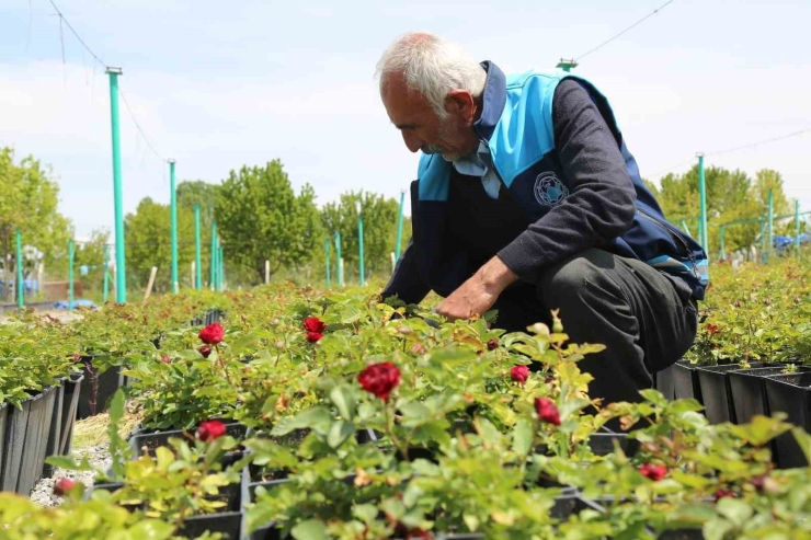Battalgazi’nin Park Ve Bahçeleri Kendi Ürettiği Çiçeklerle Güzelleşiyor