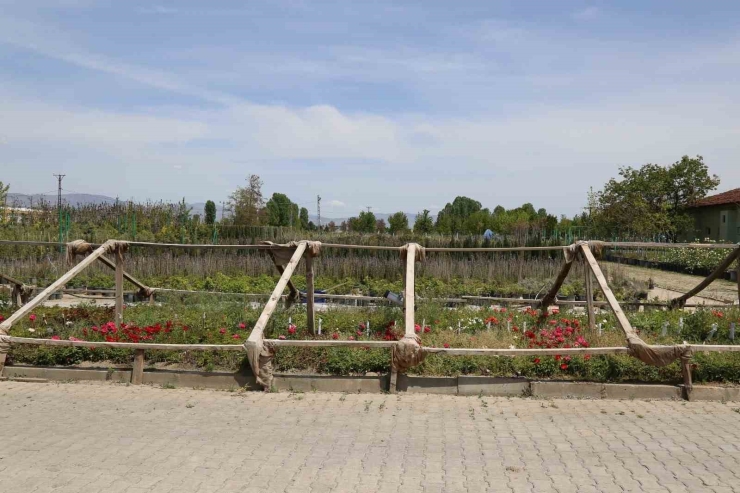 Battalgazi’nin Park Ve Bahçeleri Kendi Ürettiği Çiçeklerle Güzelleşiyor