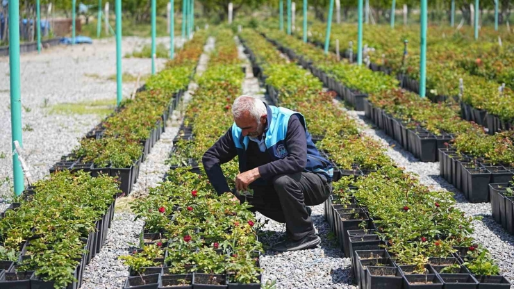 Battalgazi’nin Park Ve Bahçeleri Kendi Ürettiği Çiçeklerle Güzelleşiyor