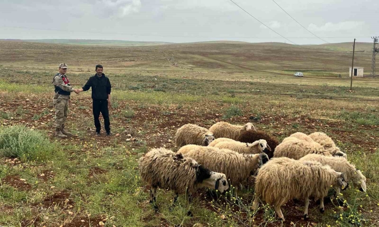 Arazide Kaybolan Hayvanları Jandarma Buldu