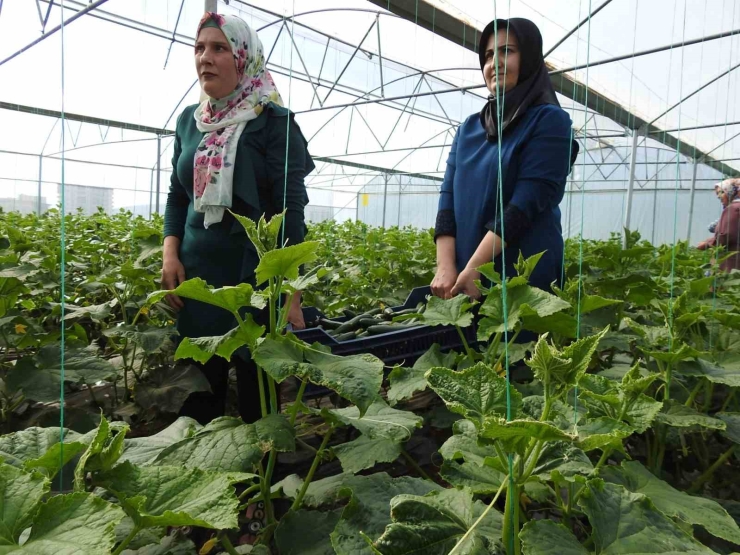 Seracı Kadınlar Günlük 500 Kilo Ürün Alıyor